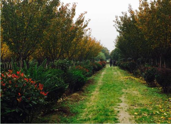 陜煤建設(shè)綠宇園林公司：以自有苗木為設(shè)計(jì)基礎(chǔ)，打造“花園式”工程