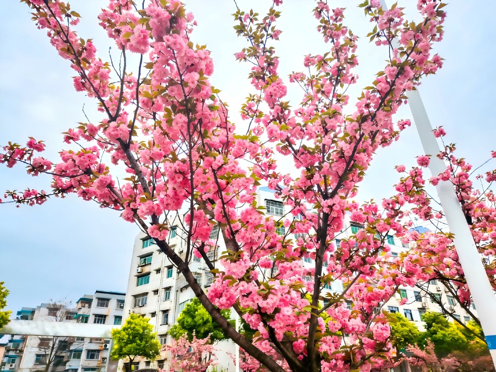 櫻綻春日暖 奮進(jìn)正當(dāng)時